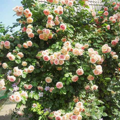 1 buc, Trandafir urcător Fontana - : Mod de ambalare: 1 buc