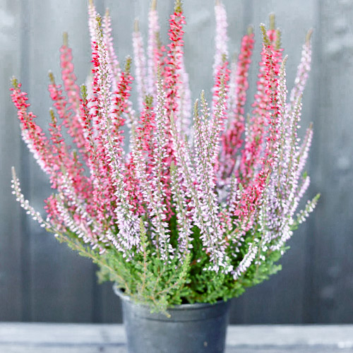 1 buc, Calluna (Iarba neagra) Twins Athene/Hilda - Răsaduri: Mod de ambalare: 1 buc