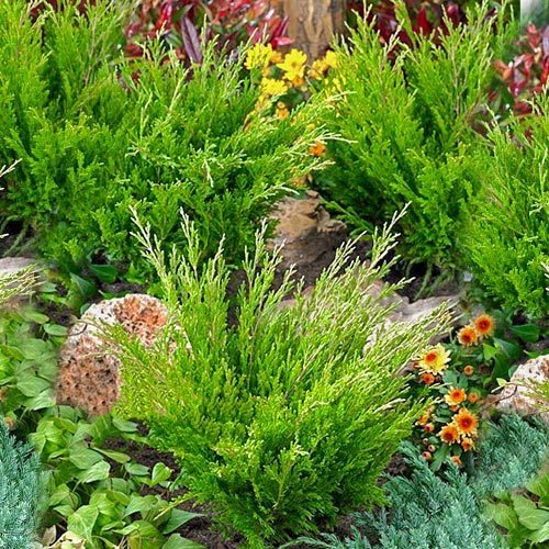 1 buc, Ienupăr târâtor Andorra Compacta - Puieți: Mod de ambalare: 1 buc