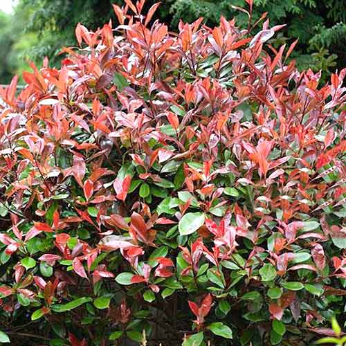 1 buc, Photinia fraseri Red Robin - Răsaduri: Mod de ambalare: 1 buc