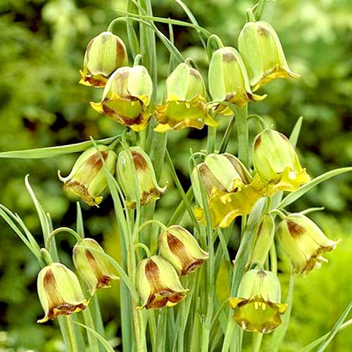 5 Stück, Schachbrettblume (Fritillaria) Acmopetala - Blumenzwiebeln: Ilość w opakowaniu: 5 Stück