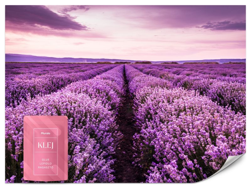 Fototapeta Muralo Lawendowe Pole Natura 200x140 cm 1szt.