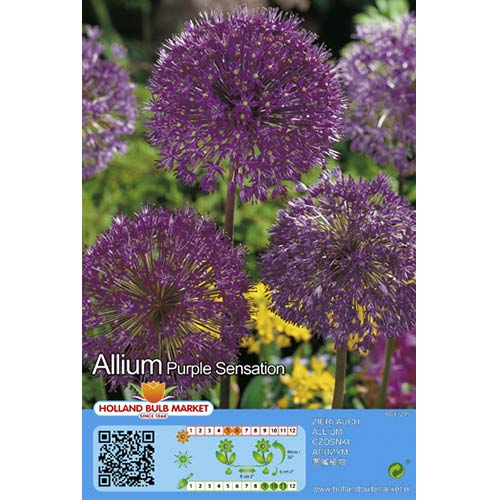 Czosnek (Allium) Purple Sensation - Cebule: Ilość w opakowaniu: 5 szt. - GradinaMax