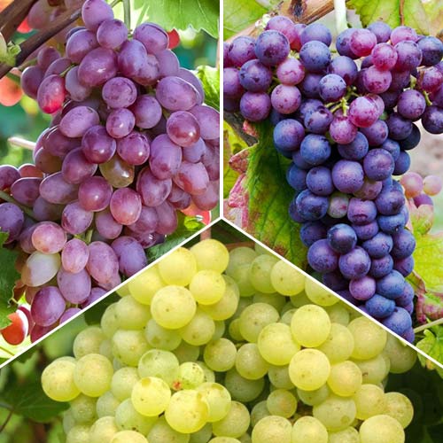 Super oferta! Zestaw winorośli Prestige, 3 sadzonki - Sadzonki: Ilość w opakowaniu: 3 sadz