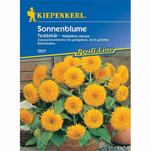 1 szt, Słonecznik ozdobny Teddybär Kiepenkerl - Nasiona: Ilość w opakowaniu: 1 opak