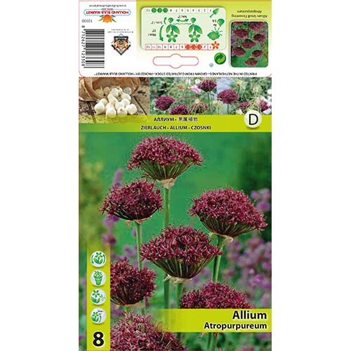 8 szt., Czosnek (Allium) Atropurpureum - Cebule: Ilość w opakowaniu: 8 szt.