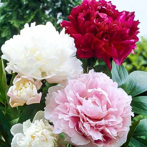 3 cebul, Super oferta! Piwonia, zestaw 3 odmian - Cebule: Ilość w opakowaniu: 3 cebul