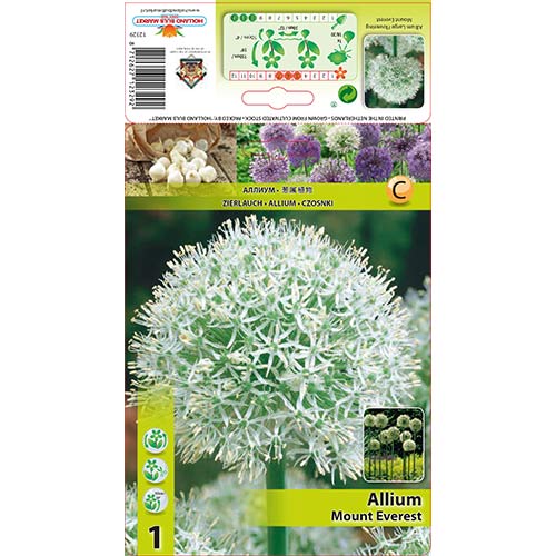 1 szt., Czosnek (Allium) Mount Everest - Cebule: Ilość w opakowaniu: 1 szt.
