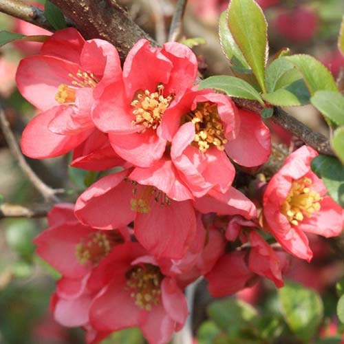 1 sadz, Pigwowiec pośredni Pink Trail - Sadzonki: Ilość w opakowaniu: 1 sadz