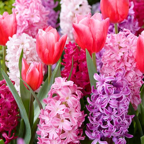 14 buc, Super ofertă! Lalele și Zambile, set de 14 bulbi - Bulbi: Mod de ambalare: 14 buc