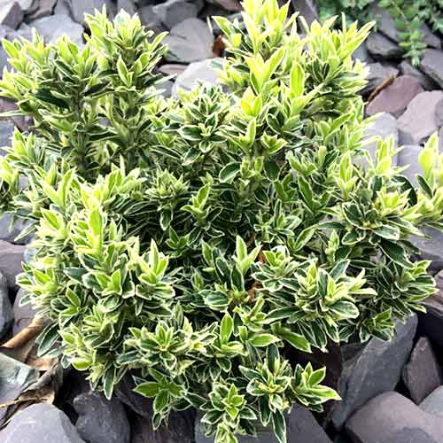 1 buc, Euonymus Microphyllus - Răsaduri: Mod de ambalare: 1 buc