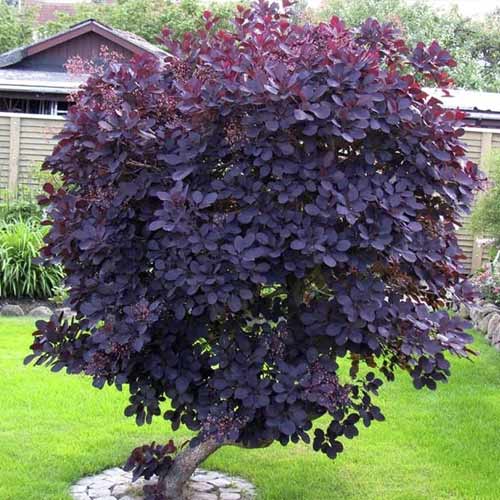 1 buc, Cotinus Royal Purple, C3 - Răsaduri: Mod de ambalare: 1 buc