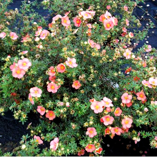 1 buc, Potentilla Glamour Girl - Răsaduri: Mod de ambalare: 1 buc