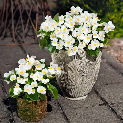 1 pac, Begonie Vera F1 albă Legutko - Semințe: Mod de ambalare: 0.1 g