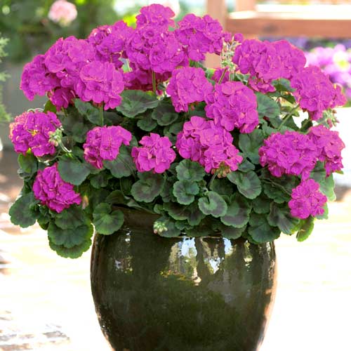 1 pac, Mușcată Gama F1, violet - Semințe: Mod de ambalare: 5 g