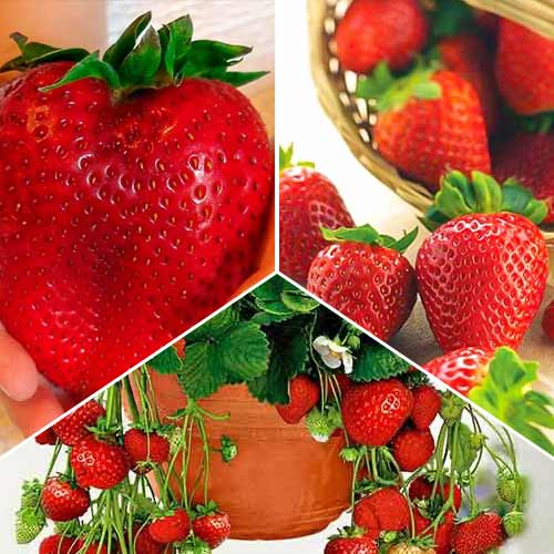 1 saz, Super nabídka! Sada Velká úroda z 3 odrůd jahodníků - : Monžstvo balíkov: 1 saz