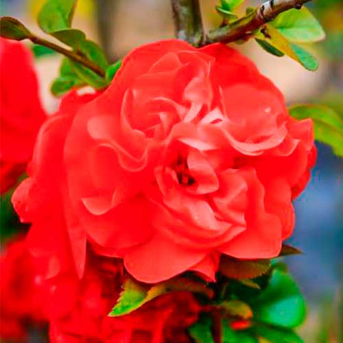 1 saz, Kdoule japonská Orange Storm - : Monžstvo balíkov: 1 saz