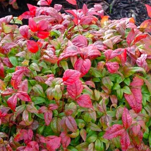 1 db, Japán szentfa Fire Power - Palánták: Mod de ambalare: 1 db