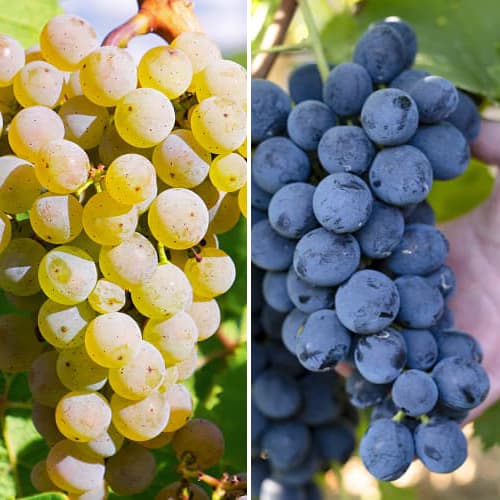 2 Pflanze(n), Promo Set! Maxi Weitrauben, Set mit 2 Setzlingen - Setzlinge: Ilość w opakowaniu: 2 Pflanze(n)