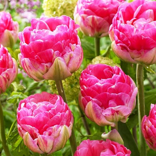 5 Stück, Tulpe Up Pink - Blumenzwiebeln: Ilość w opakowaniu: 5 Stück