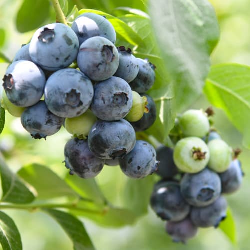 Arándano Chandler, P9 - Plántulas: Ilość w opakowaniu: 1 plantas