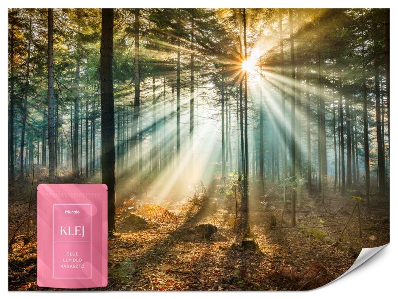 Fototapeta Muralo Jesienny Las Natura 500x350 cm 1szt.