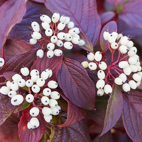 1 szt., Dereń biały Siberian Pearls - Sadzonki: Ilość w opakowaniu: 1 szt.