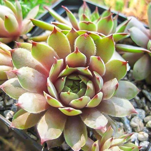 1 buc, Sempervivum (Urechelniță) Jupiter - Răsaduri: Mod de ambalare: 1 buc