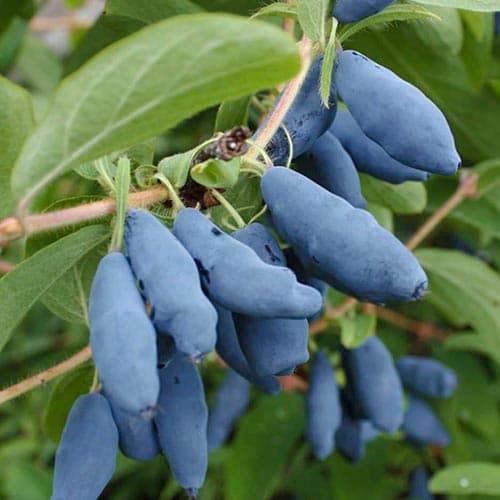 1 buc, Afin siberian (Boabă de miere) Doch Velikana - Răsaduri: Mod de ambalare: 1 buc