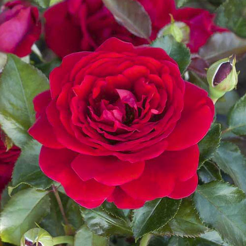 Rosa floribunda Chic Fashion , С3 - Plântulas: Ilość w opakowaniu: 1 plant