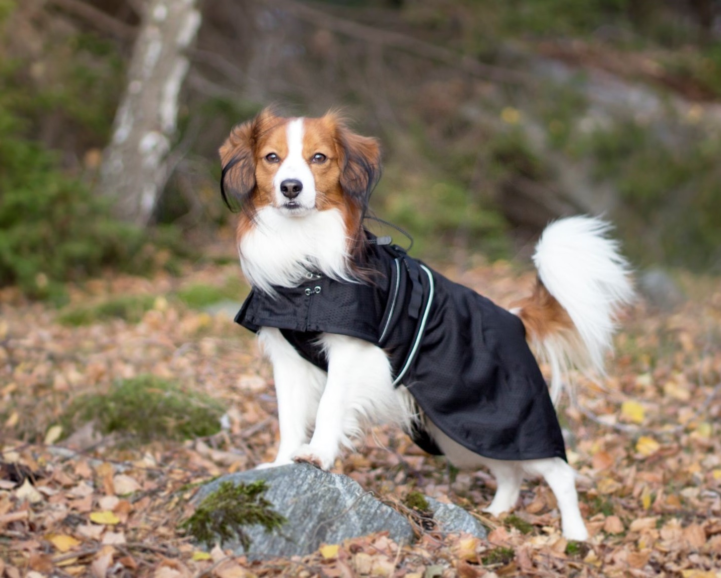 Back on Track Mesh kurtka dla psa