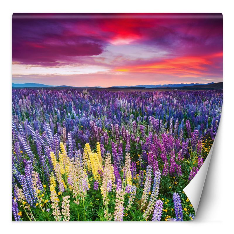 Fototapeta Feeby Wrzosy kwiaty na łące 300x300 1 szt