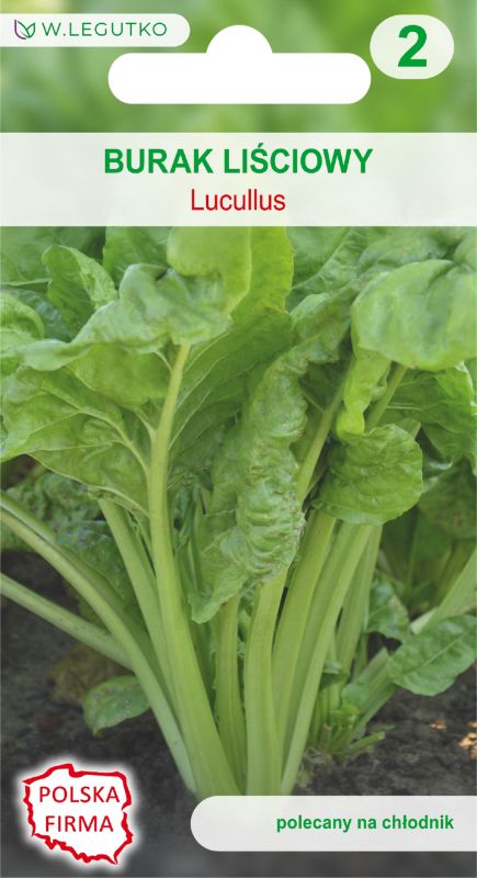 Nasiona burak liściowy Lucullus
