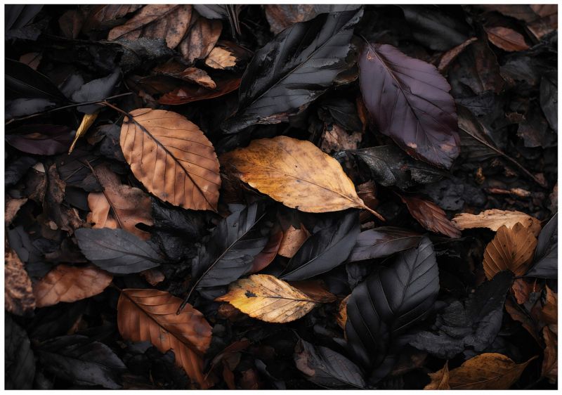 Fototapeta WALLARENA Do Sypialni Salonu Na Flizelinie Liście Jesień Natura Czarny 350x250 cm 16282VX7 1 szt.