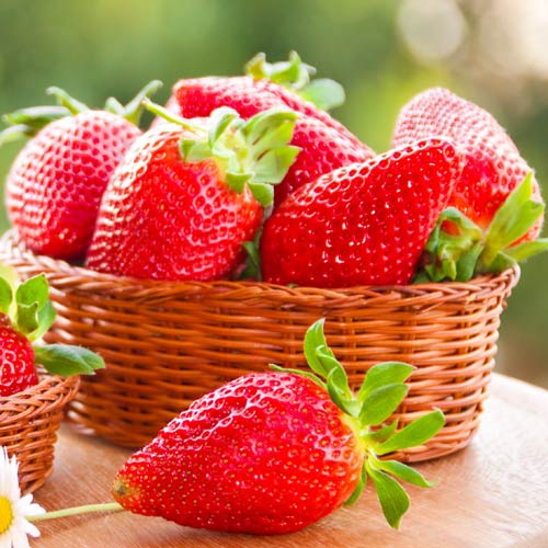 1 szt, Truskawka Queen Elizabeth - Sadzonki: Ilość w opakowaniu: 5 sadz