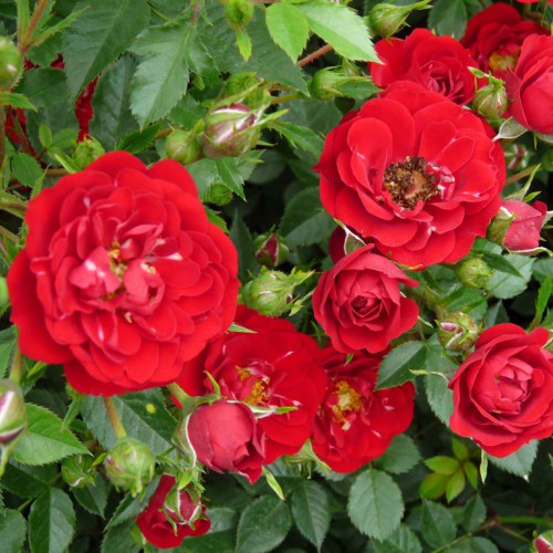 1 szt., Róża Red The Fairy - Sadzonki: Ilość w opakowaniu: 1 szt.