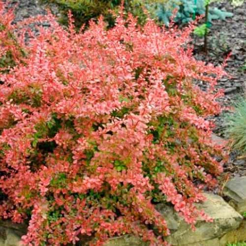 1 buc, Dracila japoneză Red Carpet - Răsaduri: Mod de ambalare: 1 buc