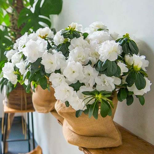 1 buc, Azalee japoneză White - Răsaduri: Mod de ambalare: 1 buc