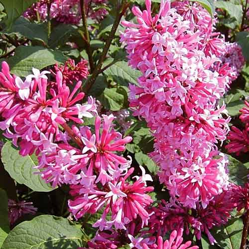 1 saz, Šeřík Miss Canada - : Monžstvo balíkov: 1 saz