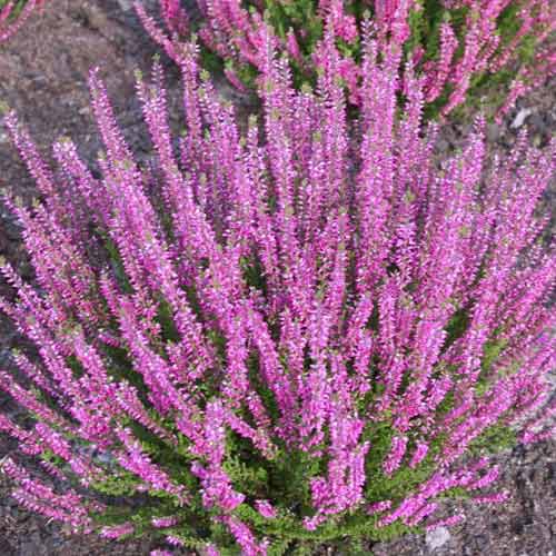 1 Pflanze(n), Besenheide Lena - Setzlinge: Ilość w opakowaniu: 1 Pflanze(n)