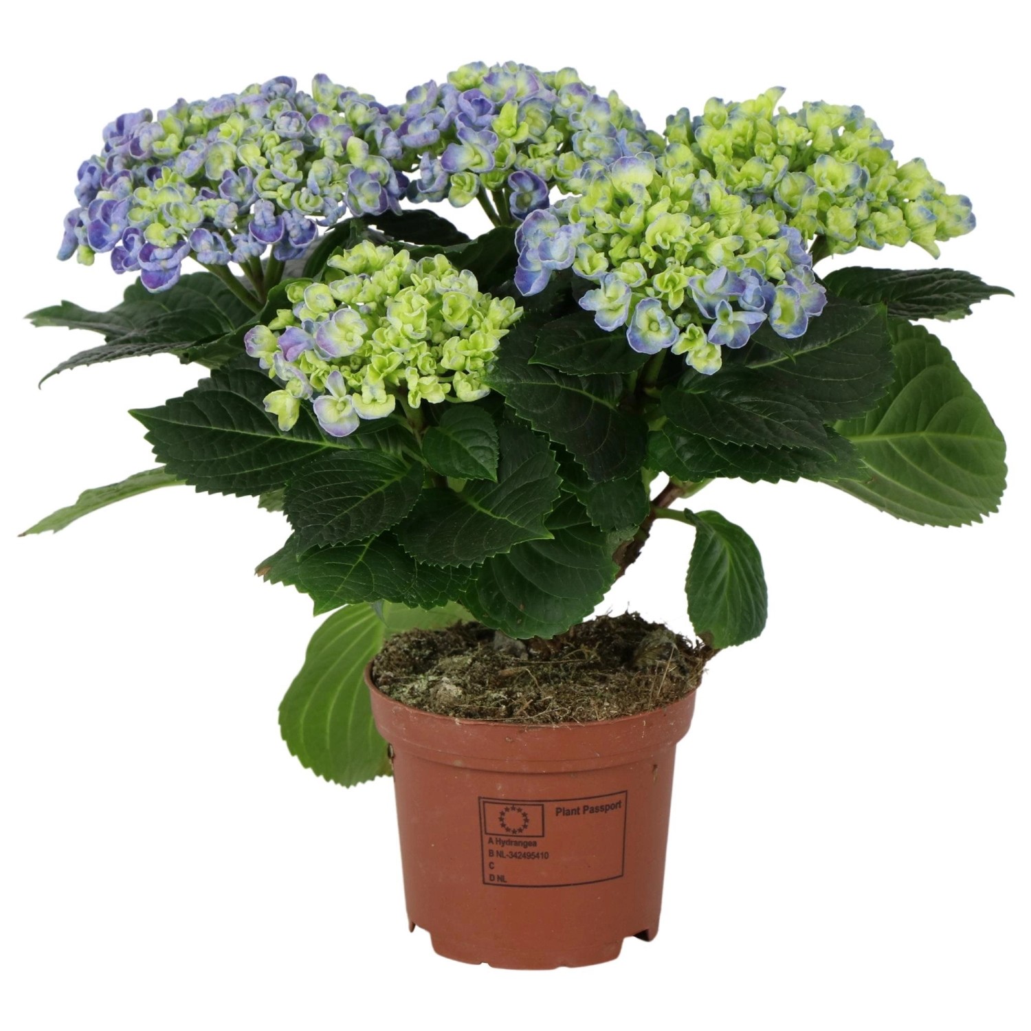 Hortensja wielokwiatowa (Hydrangea Curly Wurly) - don. 20-25 cm