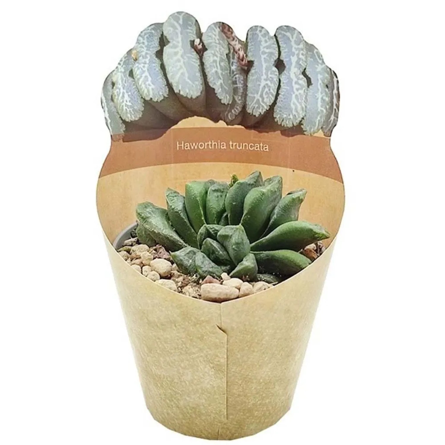 Sukulent (Succulent) Haworthia Truncata - don. 6,5 cm