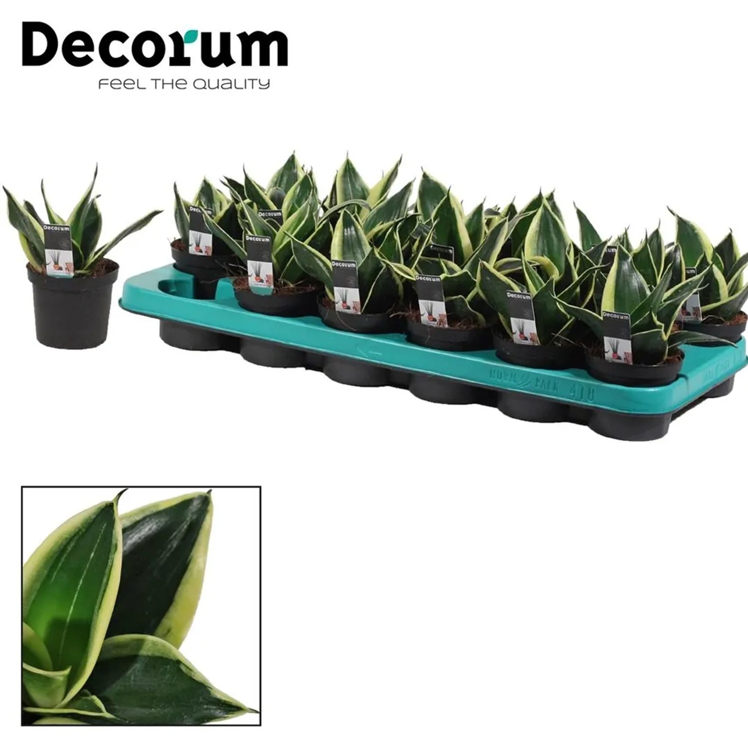 Sansevieria trifasc. Jade Pagoda wys.15cm don. 9cm