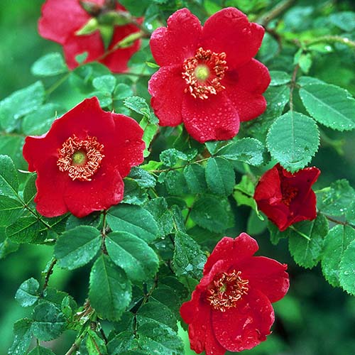 1 buc, Trandafir floribunda Scarlet Winter Jewel - Butași: Mod de ambalare: 1 buc