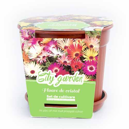 1 pac, Set de cultivare - Dorotheanthus bellidiformis - Semințe: Mod de ambalare: 1 pac