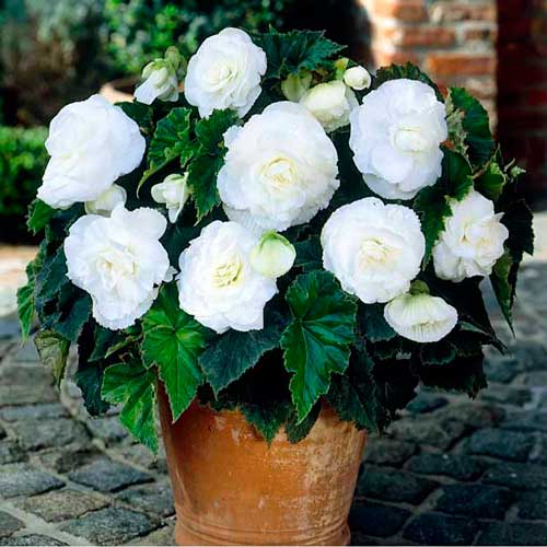 1 pac, Begonie Pendula F1 albă - Semințe: Mod de ambalare: 0.05 g