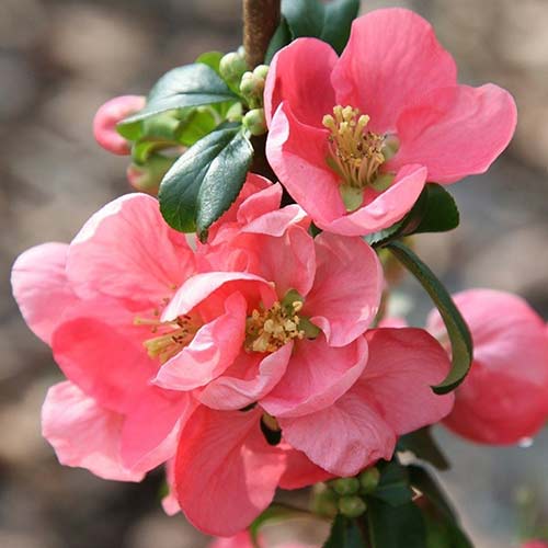 1 buc, Gutui japonez Pink Lady - Răsaduri: Mod de ambalare: 1 buc