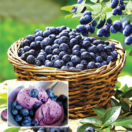 1 buc, Afin Bonus - Răsaduri: Mod de ambalare: 1 buc