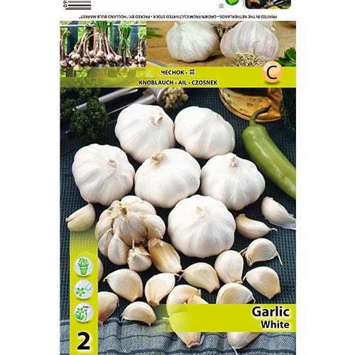 1 szt, Weißer knoblauch - Samen: Ilość w opakowaniu: 2 Stück