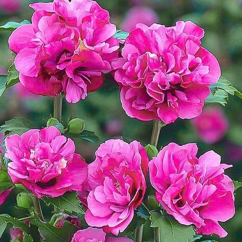 1 Pflanze(n), Hibiskus Duc de Brabant, P9 - Setzlinge: Ilość w opakowaniu: 1 Pflanze(n)